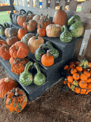 Three tiered wooden step filled with pumpkins and gourds, ready for purchase.